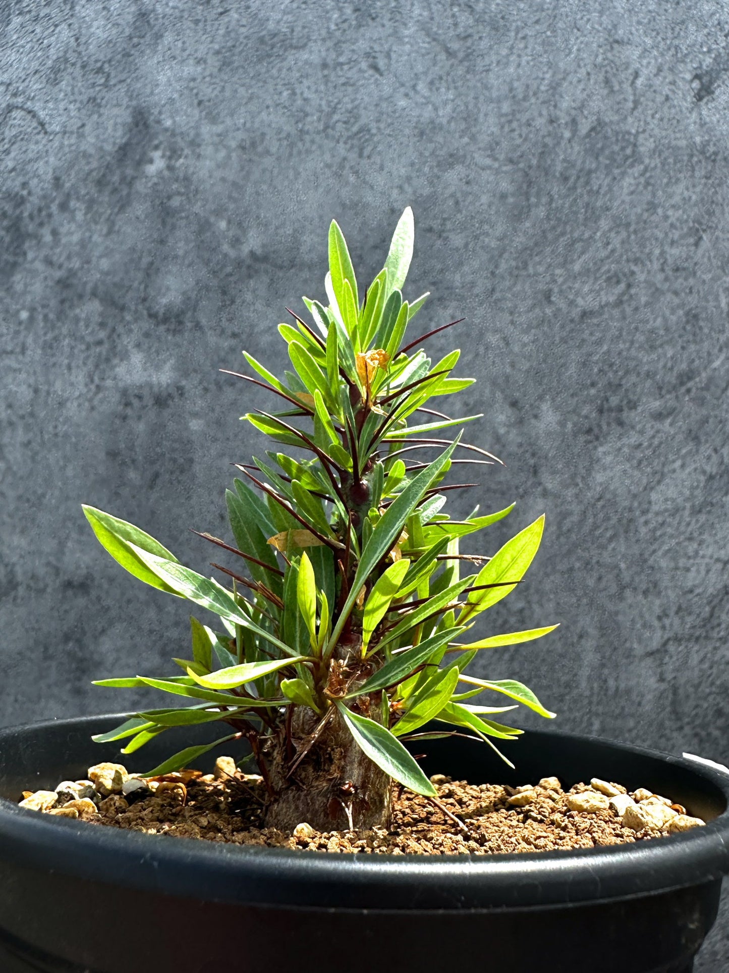 【現品限り】フォークイエリア・プルプシー 実生 良型【G23】 Fouquieria purpusii