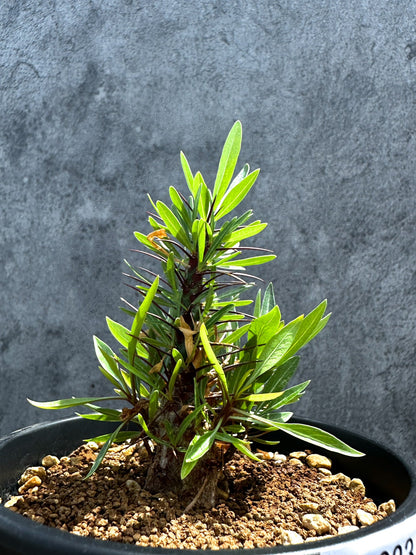 【現品限り】フォークイエリア・プルプシー 実生 良型【G23】 Fouquieria purpusii