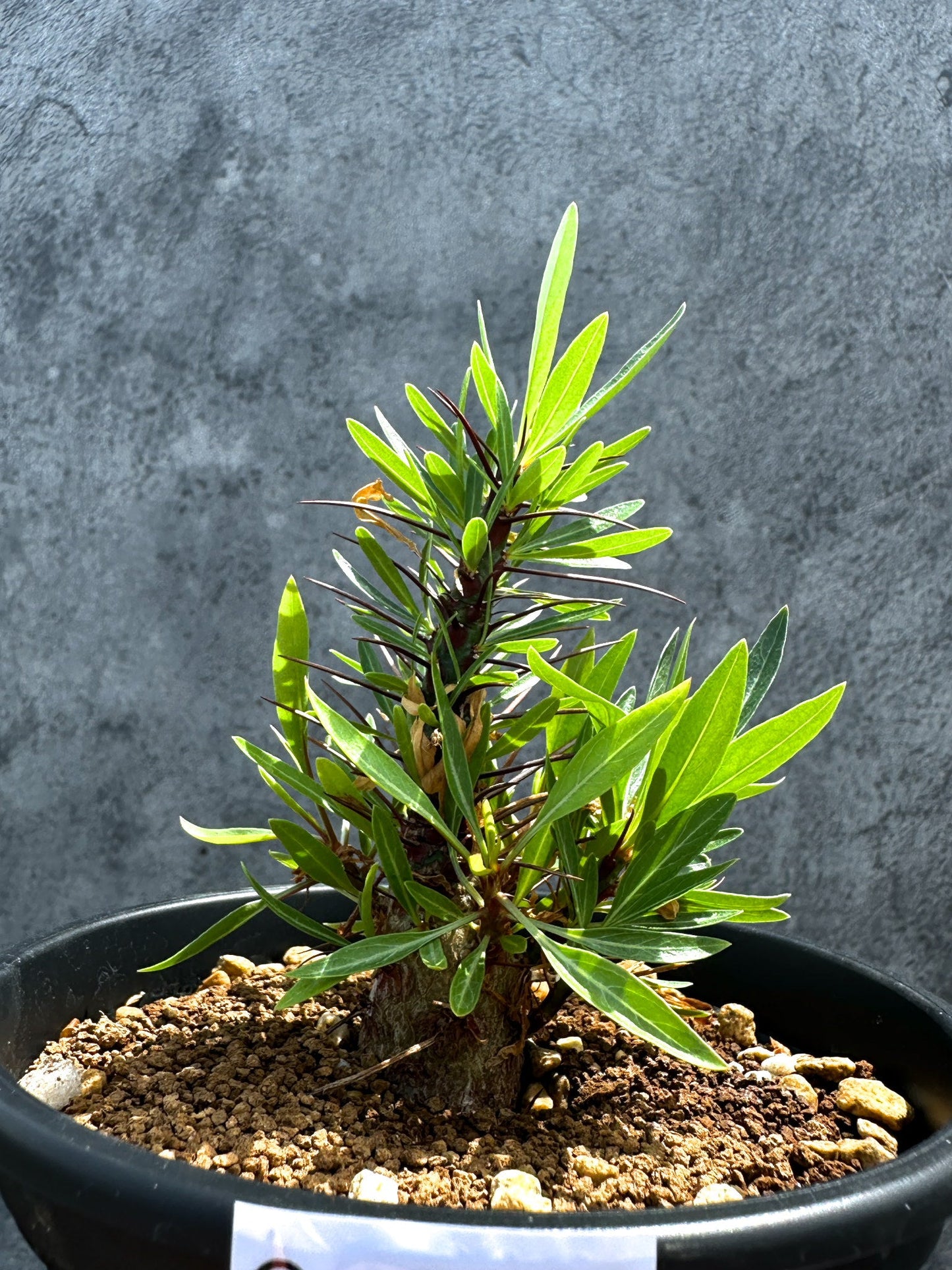 【現品限り】フォークイエリア・プルプシー 実生 良型【G23】 Fouquieria purpusii