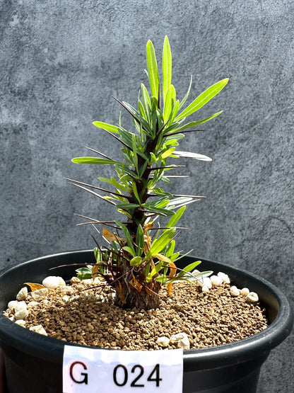 【現品限り】フォークイエリア・プルプシー 実生 良型【G24】 Fouquieria purpusii