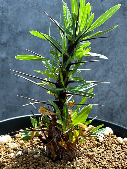 【現品限り】フォークイエリア・プルプシー 実生 良型【G24】 Fouquieria purpusii