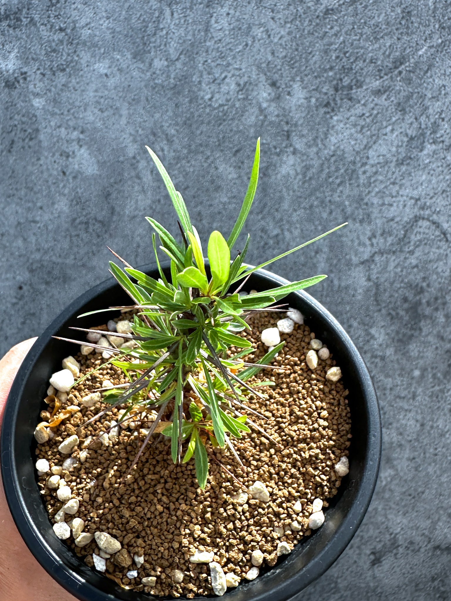 フォークイエリア・プルプシー 実生 良型【G24】 Fouquieria purpusii