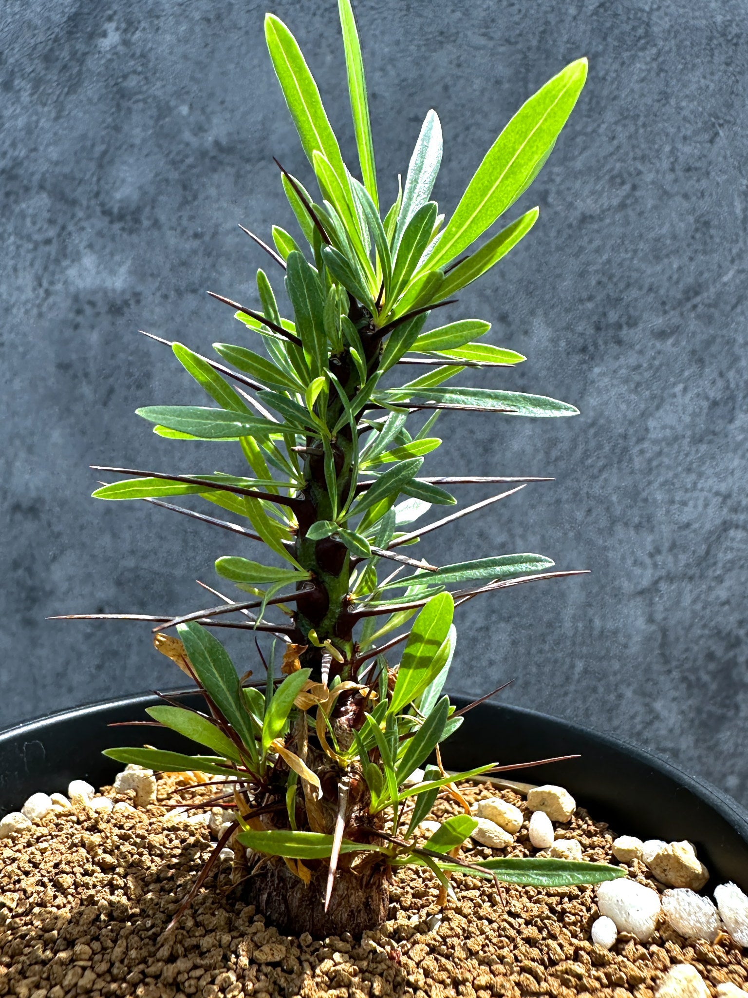 フォークイエリア・プルプシー 実生 良型【G24】 Fouquieria purpusii