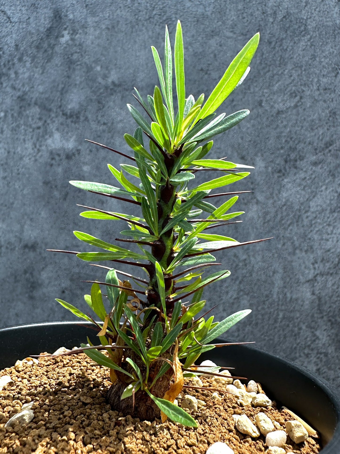 【現品限り】フォークイエリア・プルプシー 実生 良型【G24】 Fouquieria purpusii