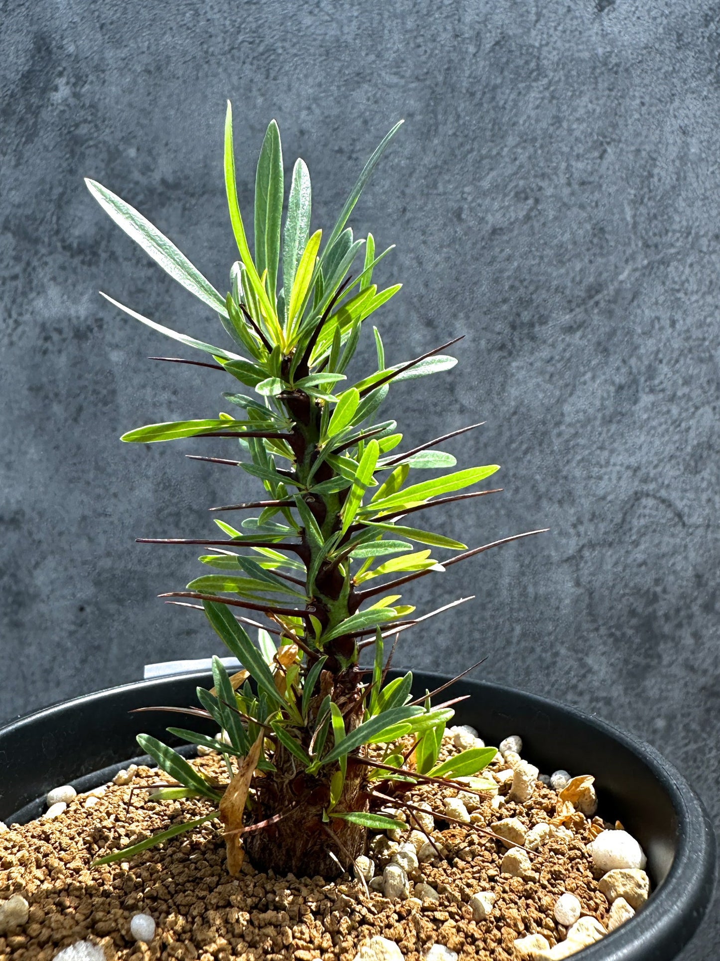 【現品限り】フォークイエリア・プルプシー 実生 良型【G24】 Fouquieria purpusii