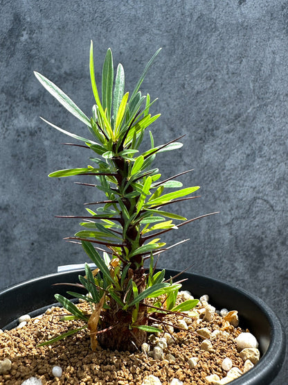 【現品限り】フォークイエリア・プルプシー 実生 良型【G24】 Fouquieria purpusii