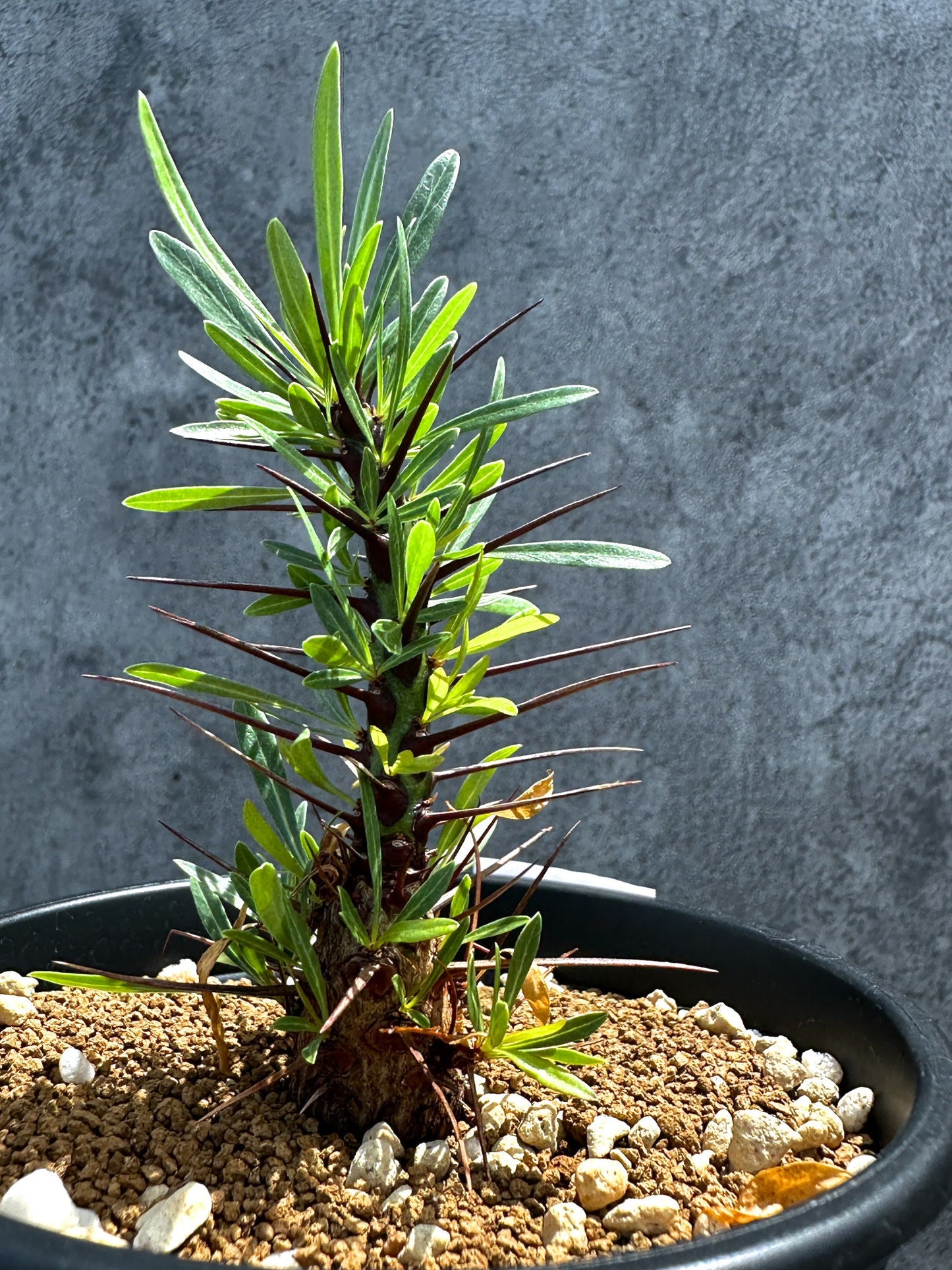 【現品限り】フォークイエリア・プルプシー 実生 良型【G24】 Fouquieria purpusii
