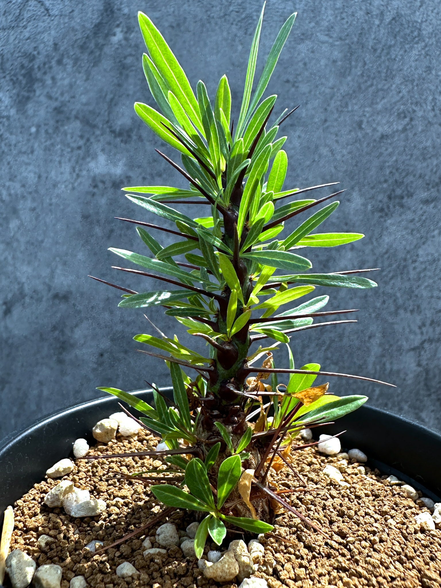 フォークイエリア・プルプシー 実生 良型【G24】 Fouquieria purpusii