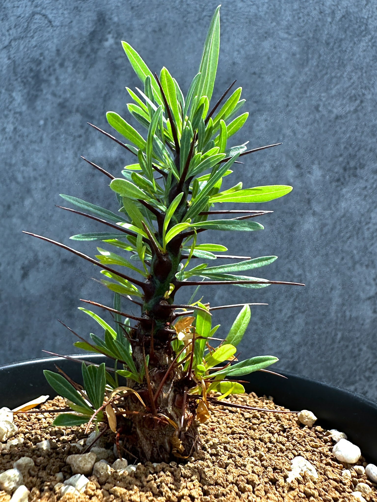 フォークイエリア・プルプシー 実生 良型【G24】 Fouquieria purpusii