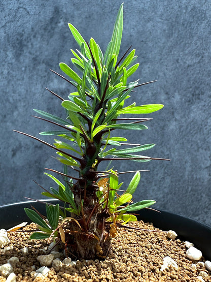 【現品限り】フォークイエリア・プルプシー 実生 良型【G24】 Fouquieria purpusii