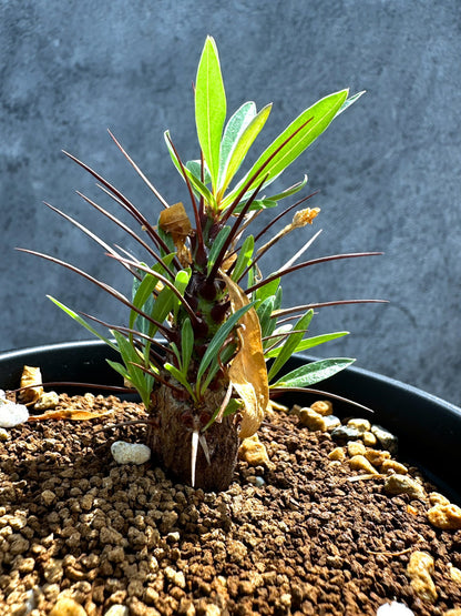 【現品限り】フォークイエリア・プルプシー 実生 良型【G25】 Fouquieria purpusii