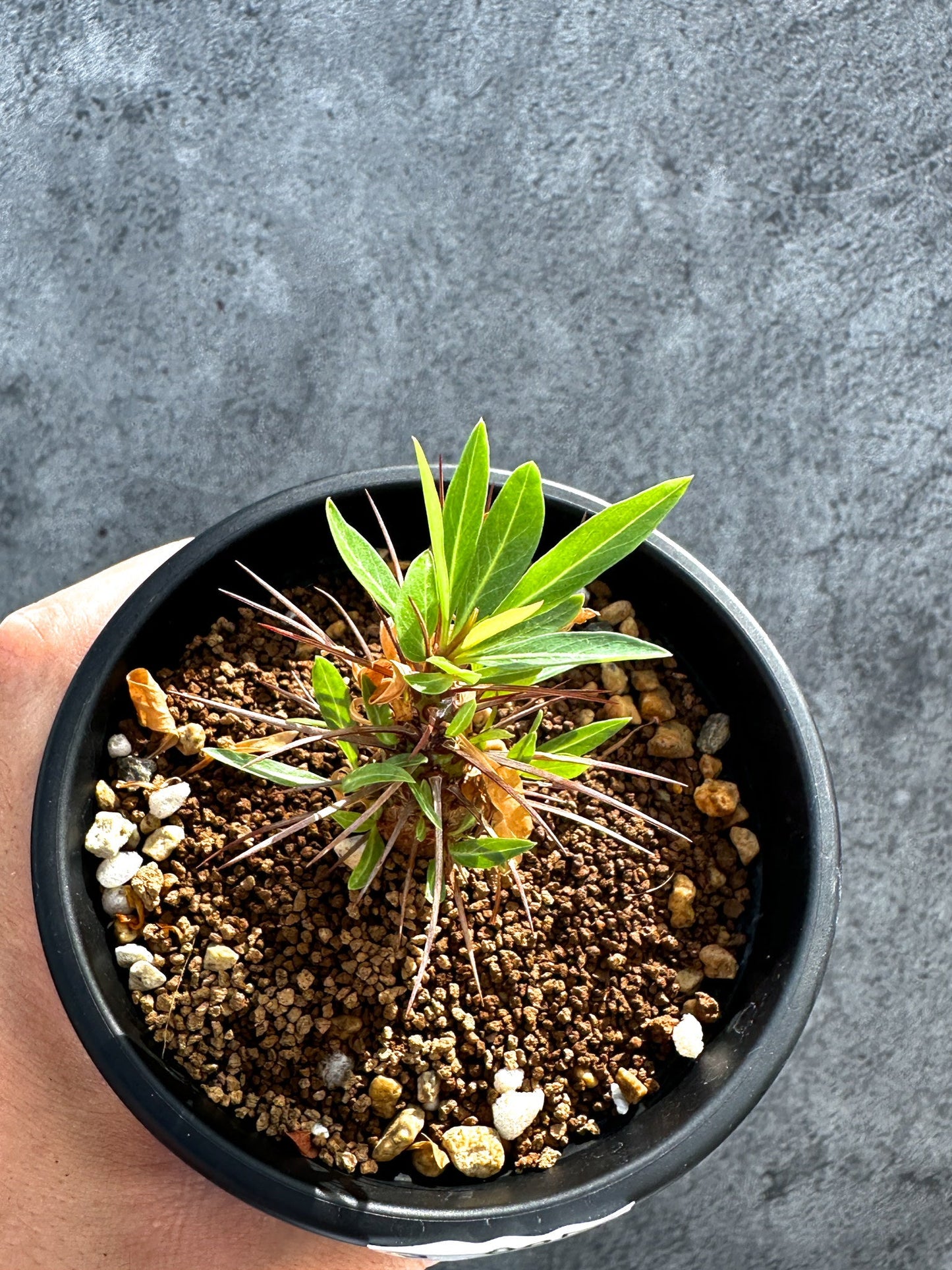 【現品限り】フォークイエリア・プルプシー 実生 良型【G25】 Fouquieria purpusii