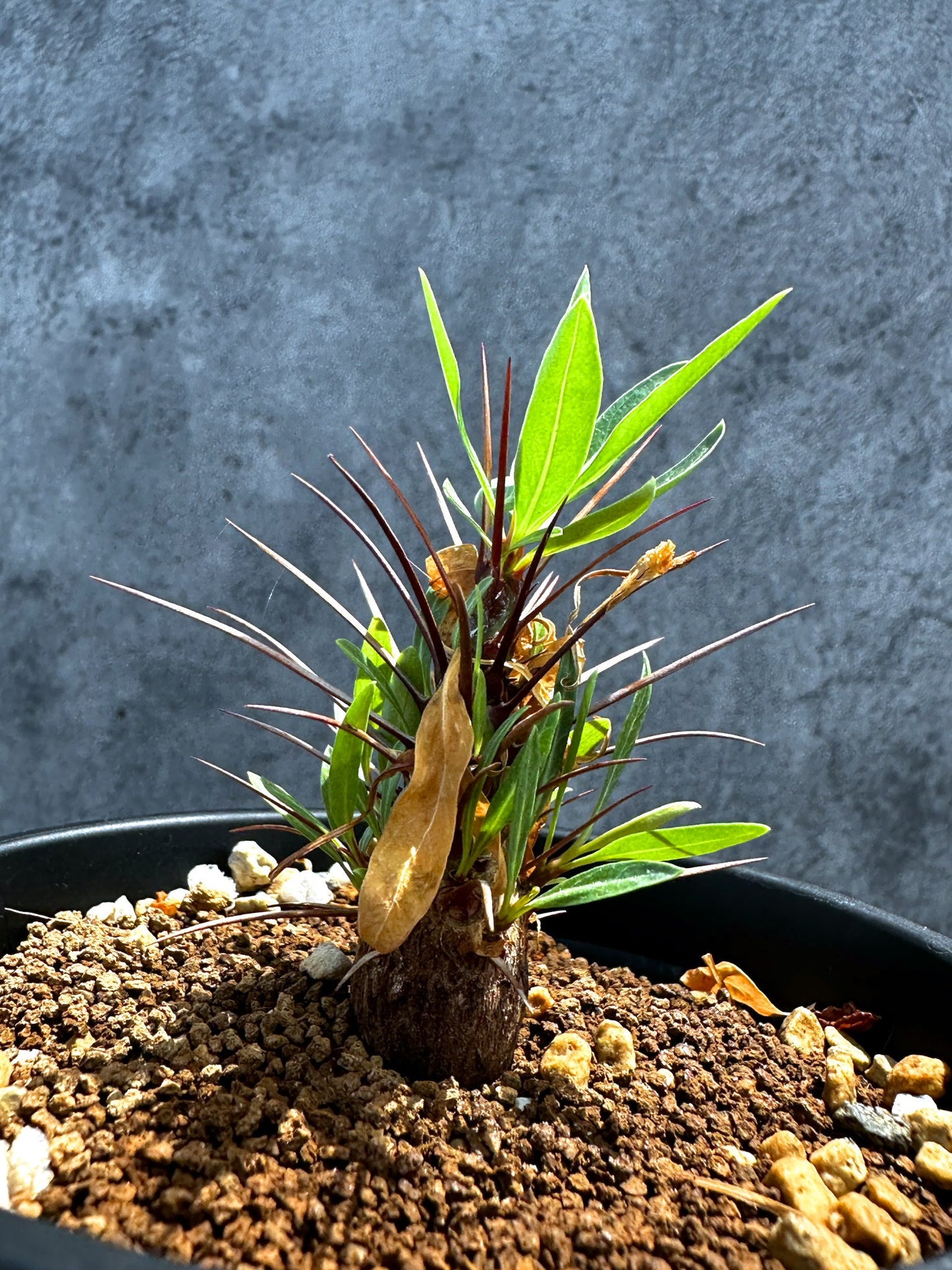 【現品限り】フォークイエリア・プルプシー 実生 良型【G25】 Fouquieria purpusii