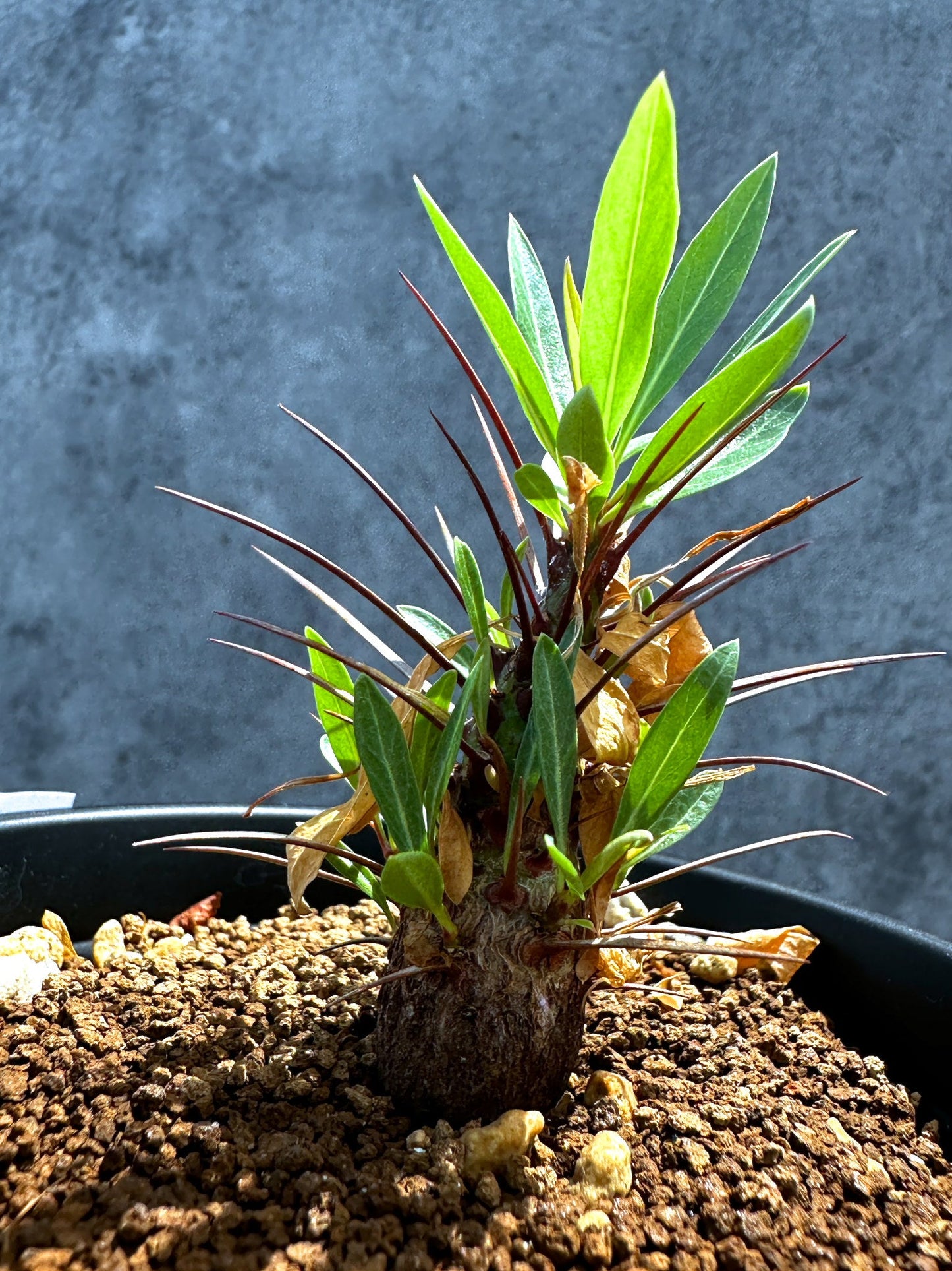 【現品限り】フォークイエリア・プルプシー 実生 良型【G25】 Fouquieria purpusii