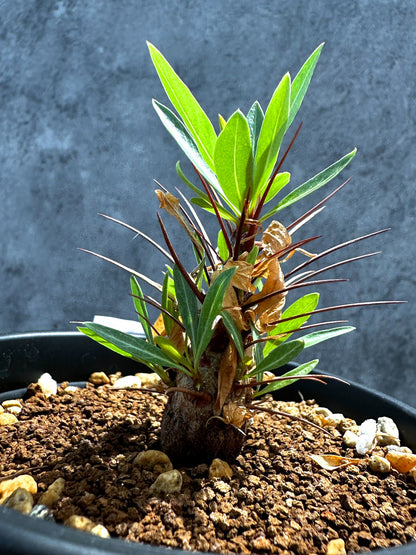 【現品限り】フォークイエリア・プルプシー 実生 良型【G25】 Fouquieria purpusii