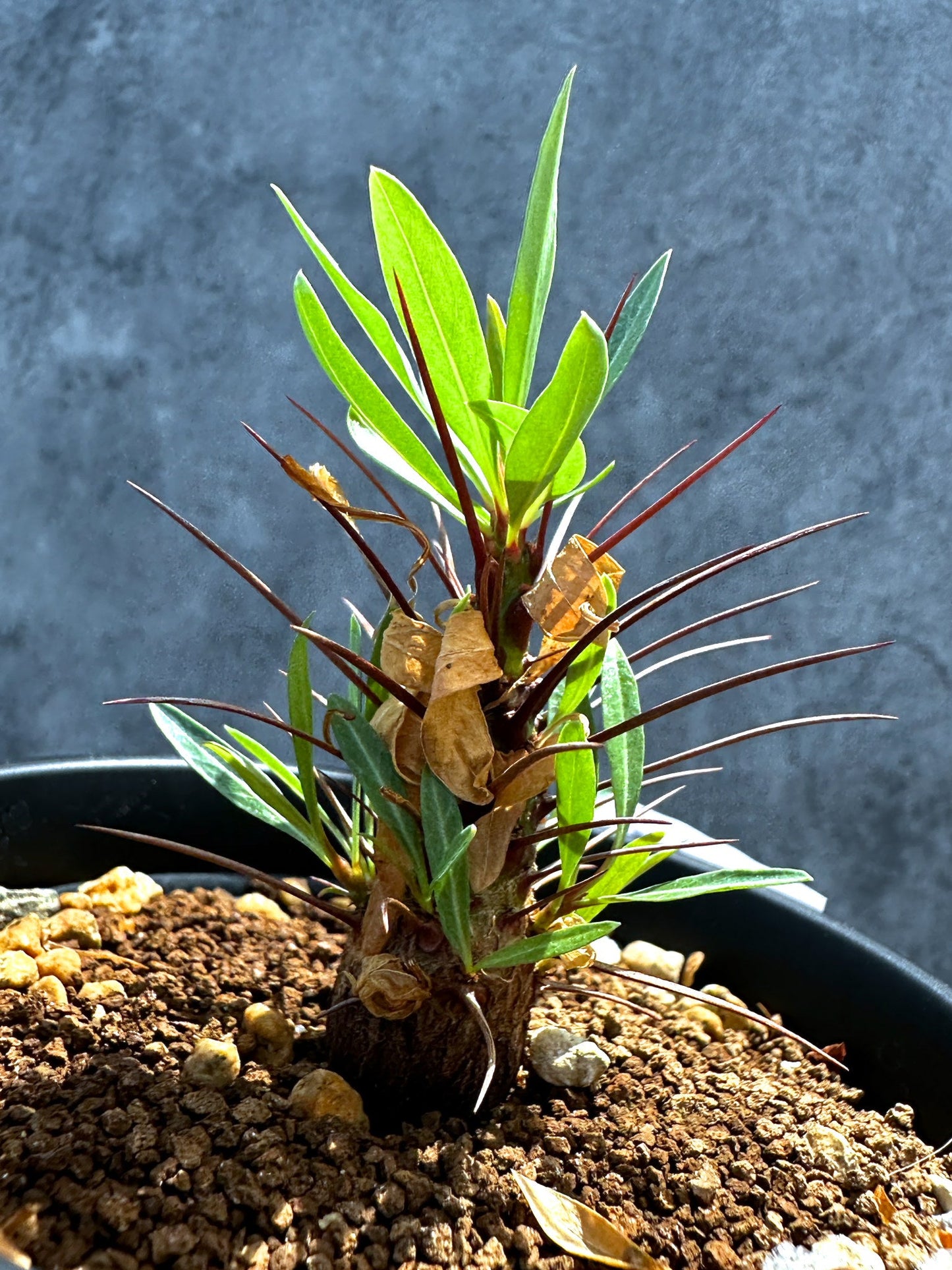 【現品限り】フォークイエリア・プルプシー 実生 良型【G25】 Fouquieria purpusii