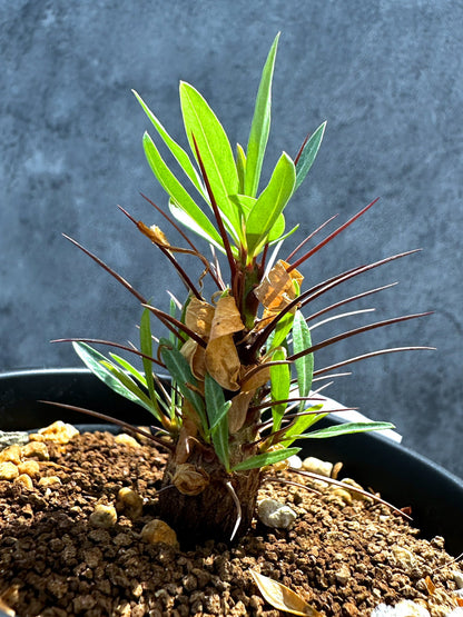 【現品限り】フォークイエリア・プルプシー 実生 良型【G25】 Fouquieria purpusii