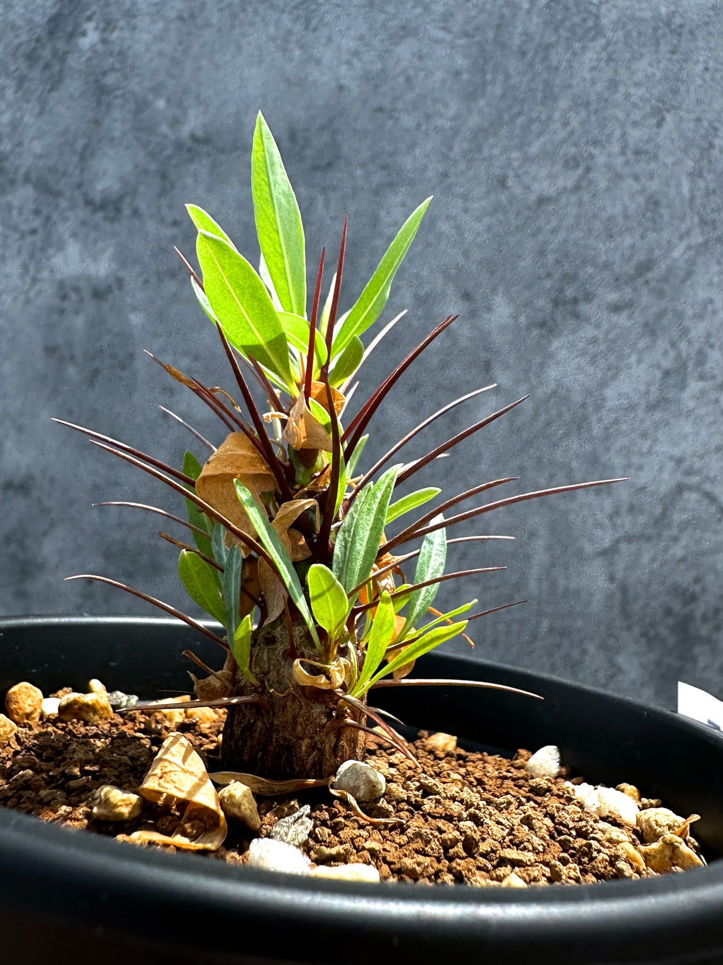 【現品限り】フォークイエリア・プルプシー 実生 良型【G25】 Fouquieria purpusii