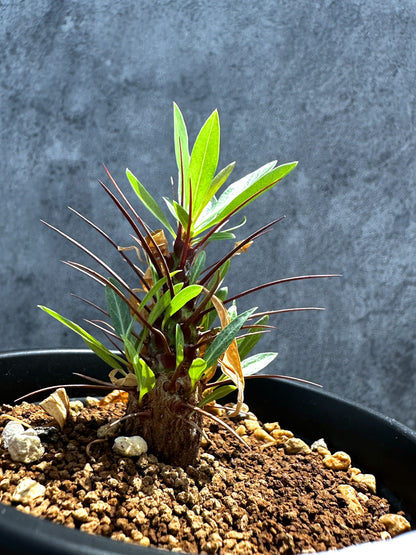 【現品限り】フォークイエリア・プルプシー 実生 良型【G25】 Fouquieria purpusii