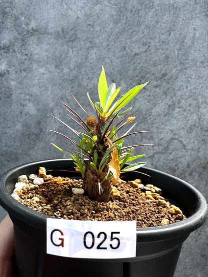 【現品限り】フォークイエリア・プルプシー 実生 良型【G25】 Fouquieria purpusii