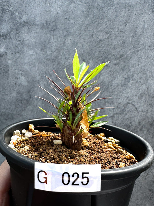 【現品限り】フォークイエリア・プルプシー 実生 良型【G25】 Fouquieria purpusii