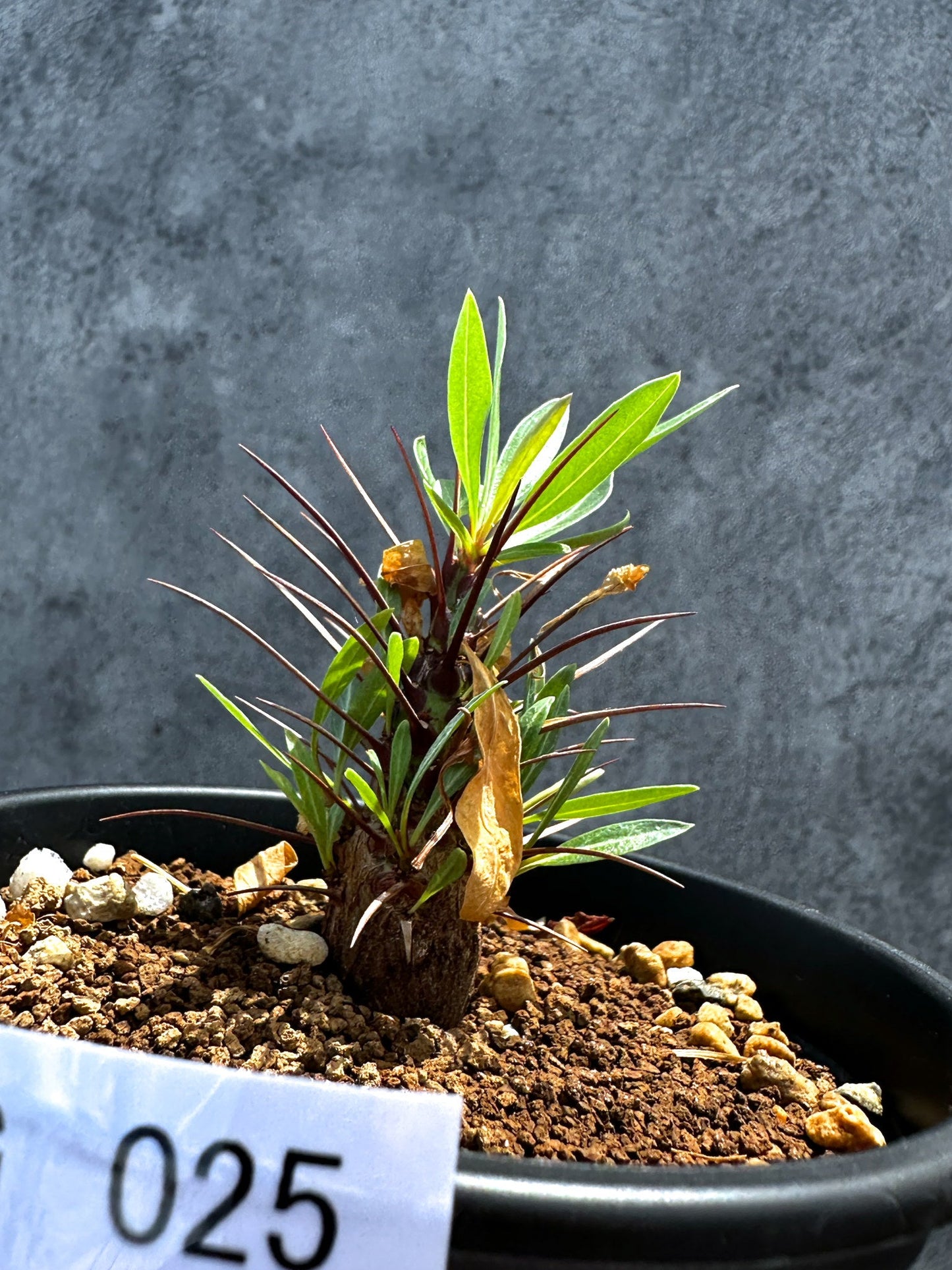 【現品限り】フォークイエリア・プルプシー 実生 良型【G25】 Fouquieria purpusii