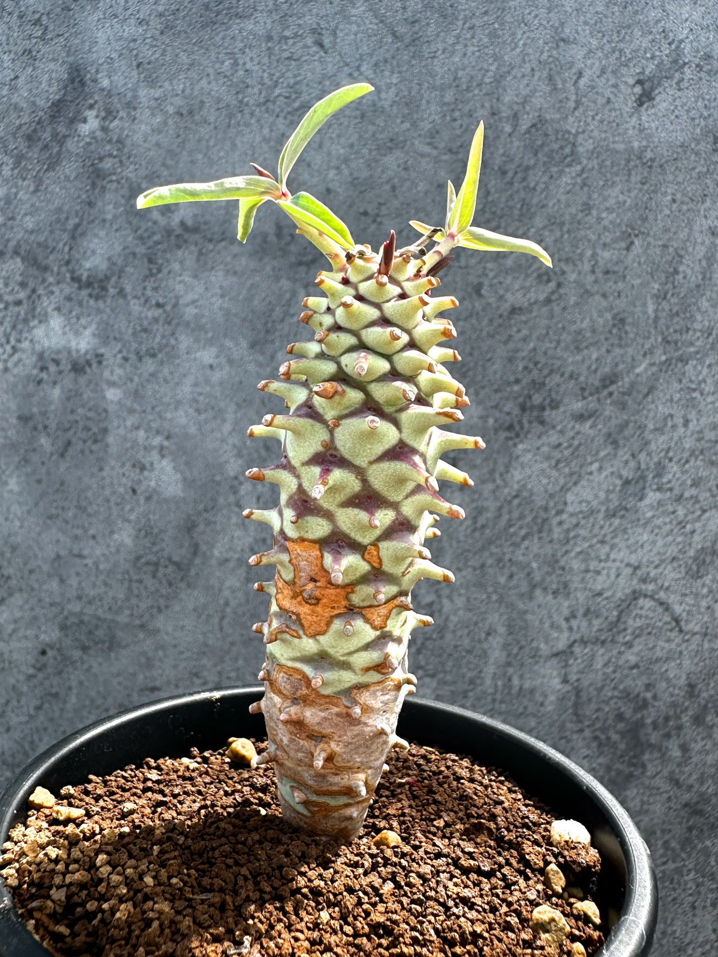 【現品限り】ユーフォルビア・ロンギツベルクローサ 実生【G26】 Euphorbia longituberculosa