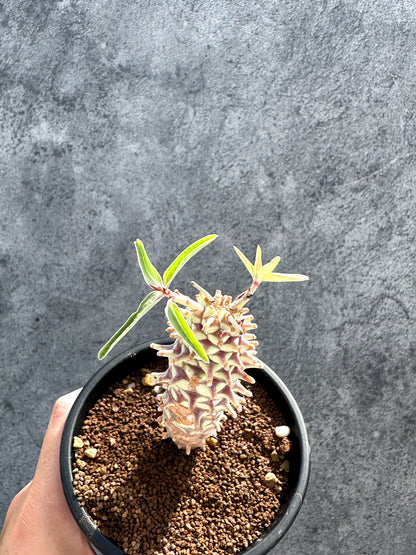 【現品限り】ユーフォルビア・ロンギツベルクローサ 実生【G26】 Euphorbia longituberculosa