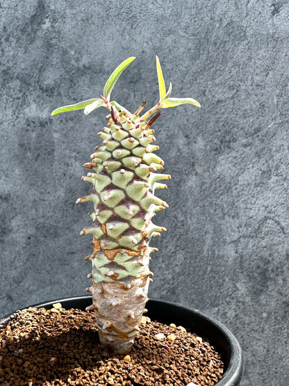 【現品限り】ユーフォルビア・ロンギツベルクローサ 実生【G26】 Euphorbia longituberculosa