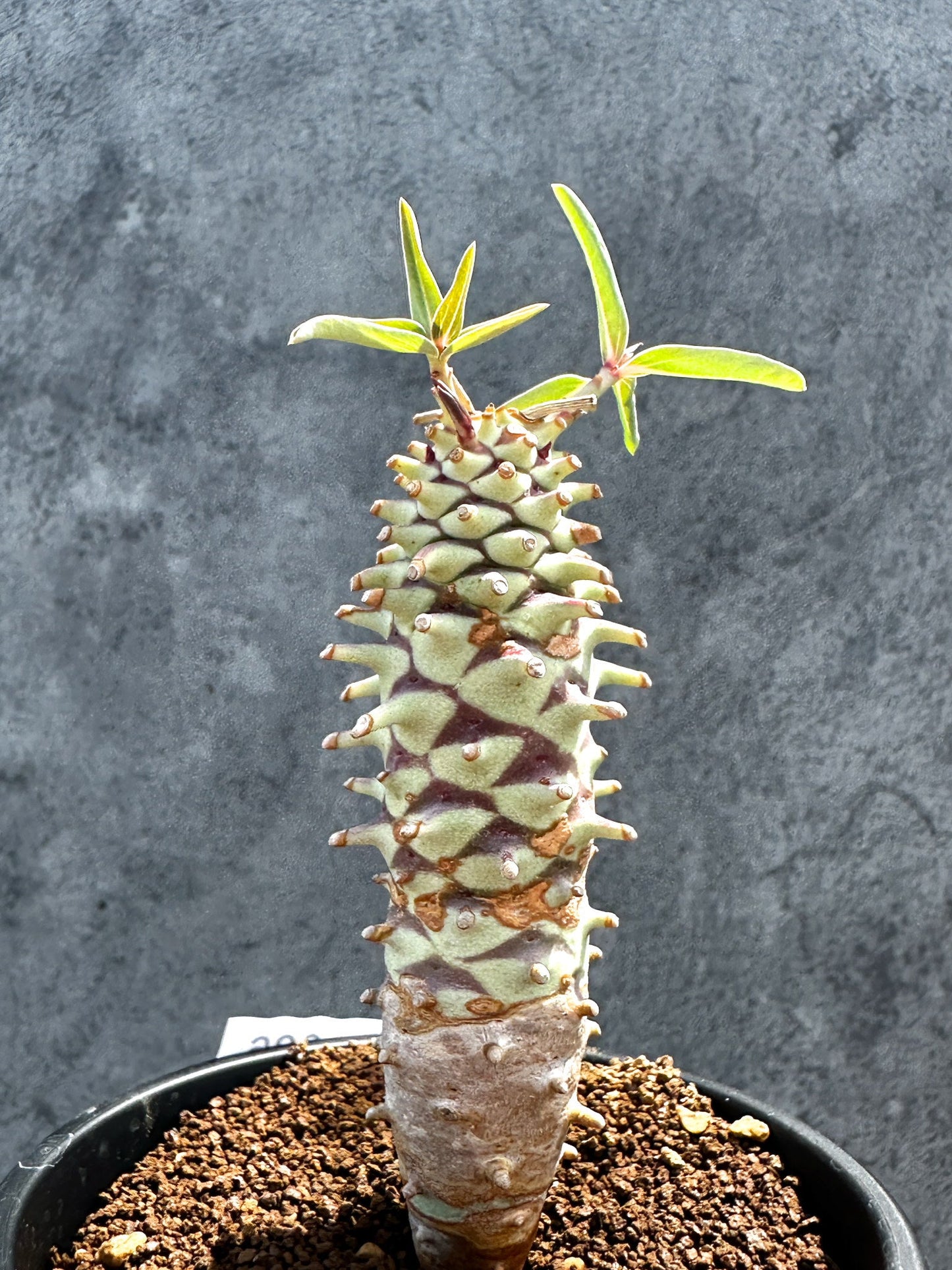 【現品限り】ユーフォルビア・ロンギツベルクローサ 実生【G26】 Euphorbia longituberculosa