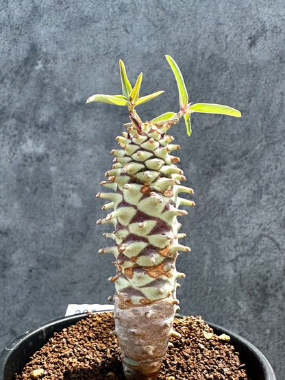 【現品限り】ユーフォルビア・ロンギツベルクローサ 実生【G26】 Euphorbia longituberculosa