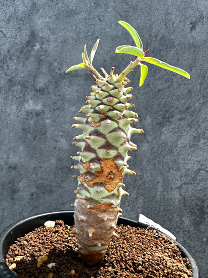 【現品限り】ユーフォルビア・ロンギツベルクローサ 実生【G26】 Euphorbia longituberculosa