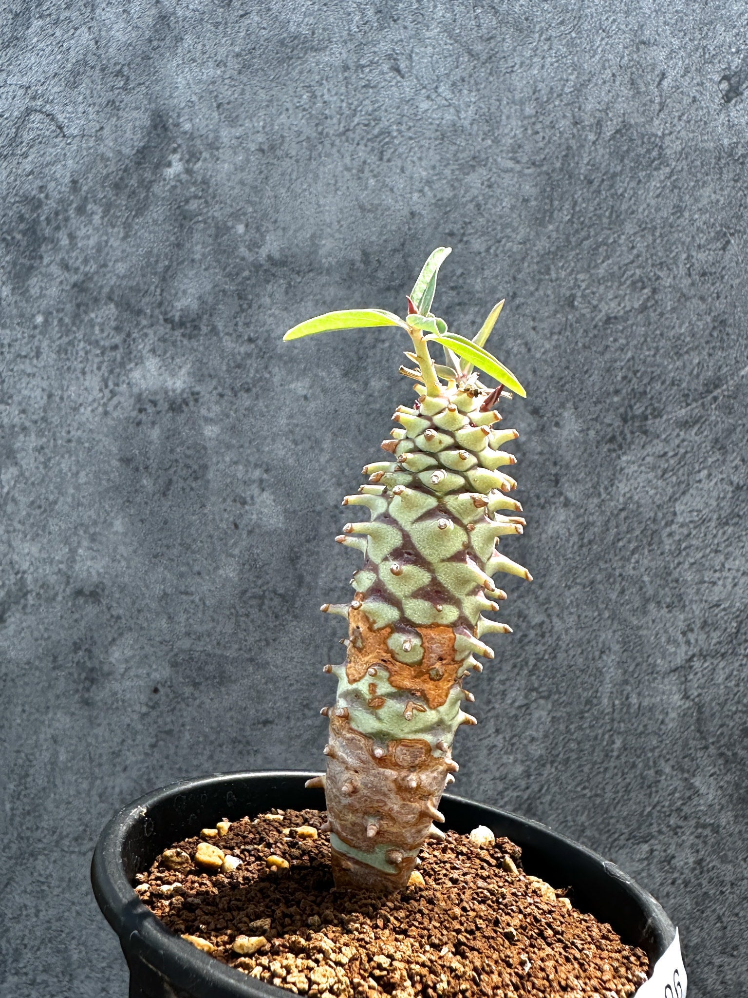 ユーフォルビア・ロンギツベルクローサ 実生【G26】 Euphorbia