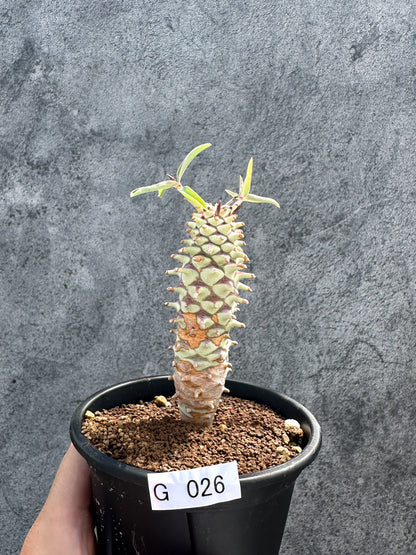 【現品限り】ユーフォルビア・ロンギツベルクローサ 実生【G26】 Euphorbia longituberculosa