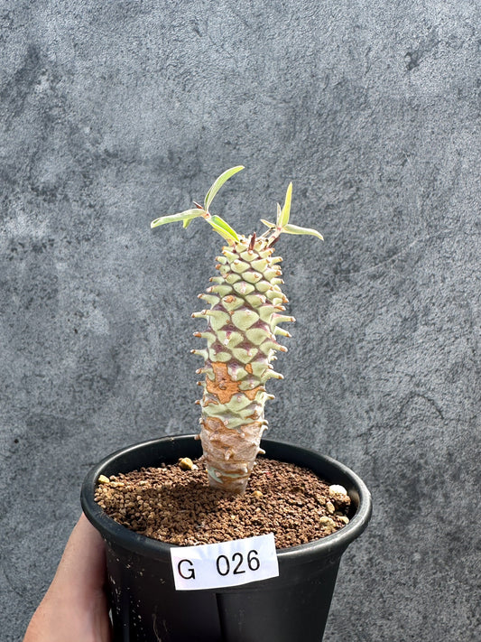 【現品限り】ユーフォルビア・ロンギツベルクローサ 実生【G26】 Euphorbia longituberculosa