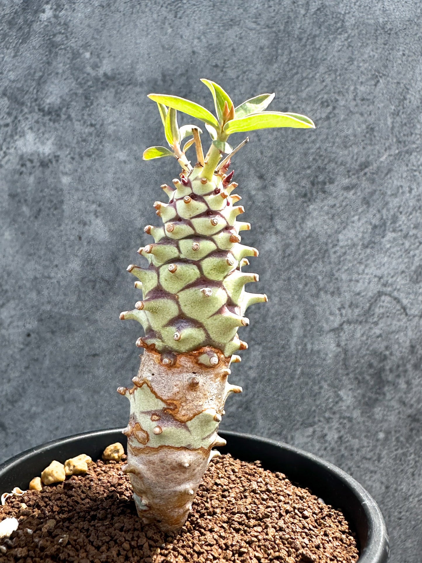 【現品限り】ユーフォルビア・ロンギツベルクローサ 実生【G27】 Euphorbia longituberculosa