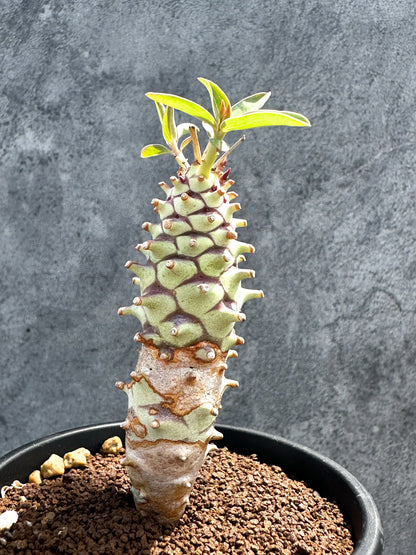 【現品限り】ユーフォルビア・ロンギツベルクローサ 実生【G27】 Euphorbia longituberculosa
