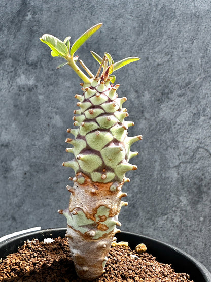 【現品限り】ユーフォルビア・ロンギツベルクローサ 実生【G27】 Euphorbia longituberculosa