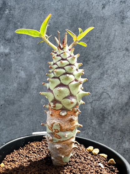 【現品限り】ユーフォルビア・ロンギツベルクローサ 実生【G27】 Euphorbia longituberculosa