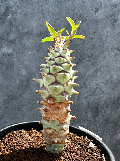 【現品限り】ユーフォルビア・ロンギツベルクローサ 実生【G27】 Euphorbia longituberculosa