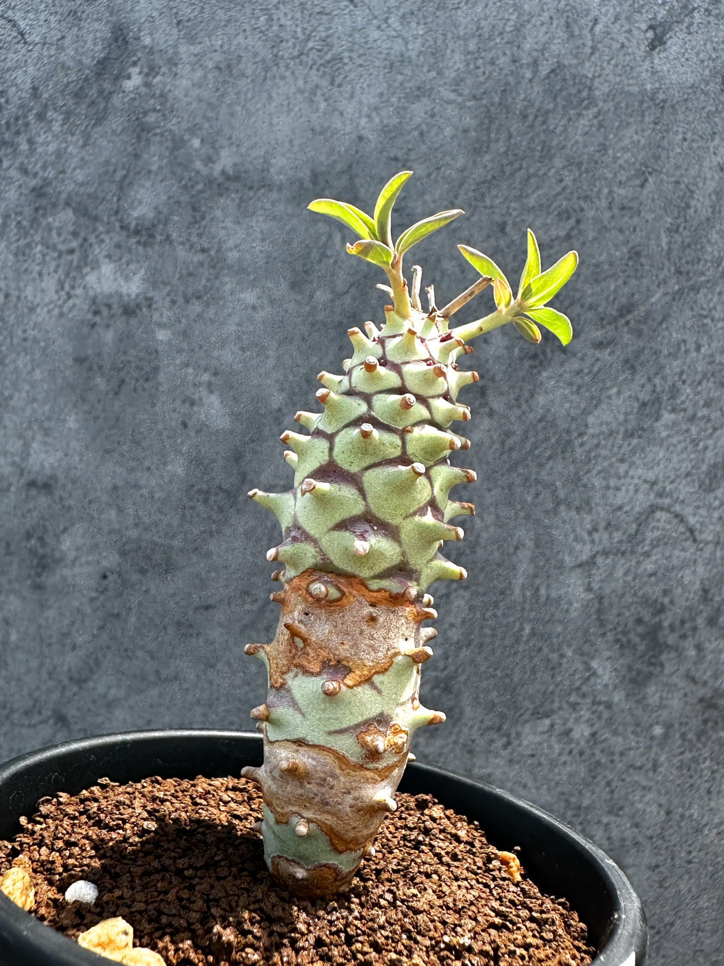 【現品限り】ユーフォルビア・ロンギツベルクローサ 実生【G27】 Euphorbia longituberculosa