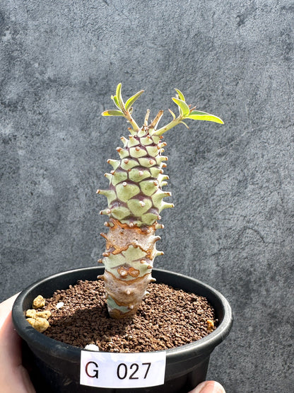 【現品限り】ユーフォルビア・ロンギツベルクローサ 実生【G27】 Euphorbia longituberculosa