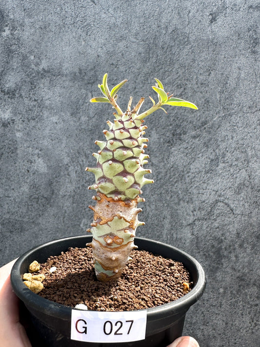 【現品限り】ユーフォルビア・ロンギツベルクローサ 実生【G27】 Euphorbia longituberculosa