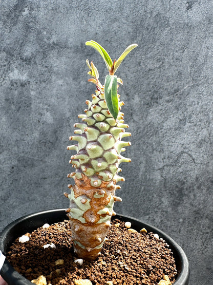 【現品限り】ユーフォルビア・ロンギツベルクローサ 実生【G28】 Euphorbia longituberculosa