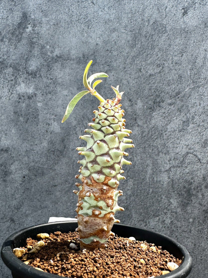 【現品限り】ユーフォルビア・ロンギツベルクローサ 実生【G28】 Euphorbia longituberculosa