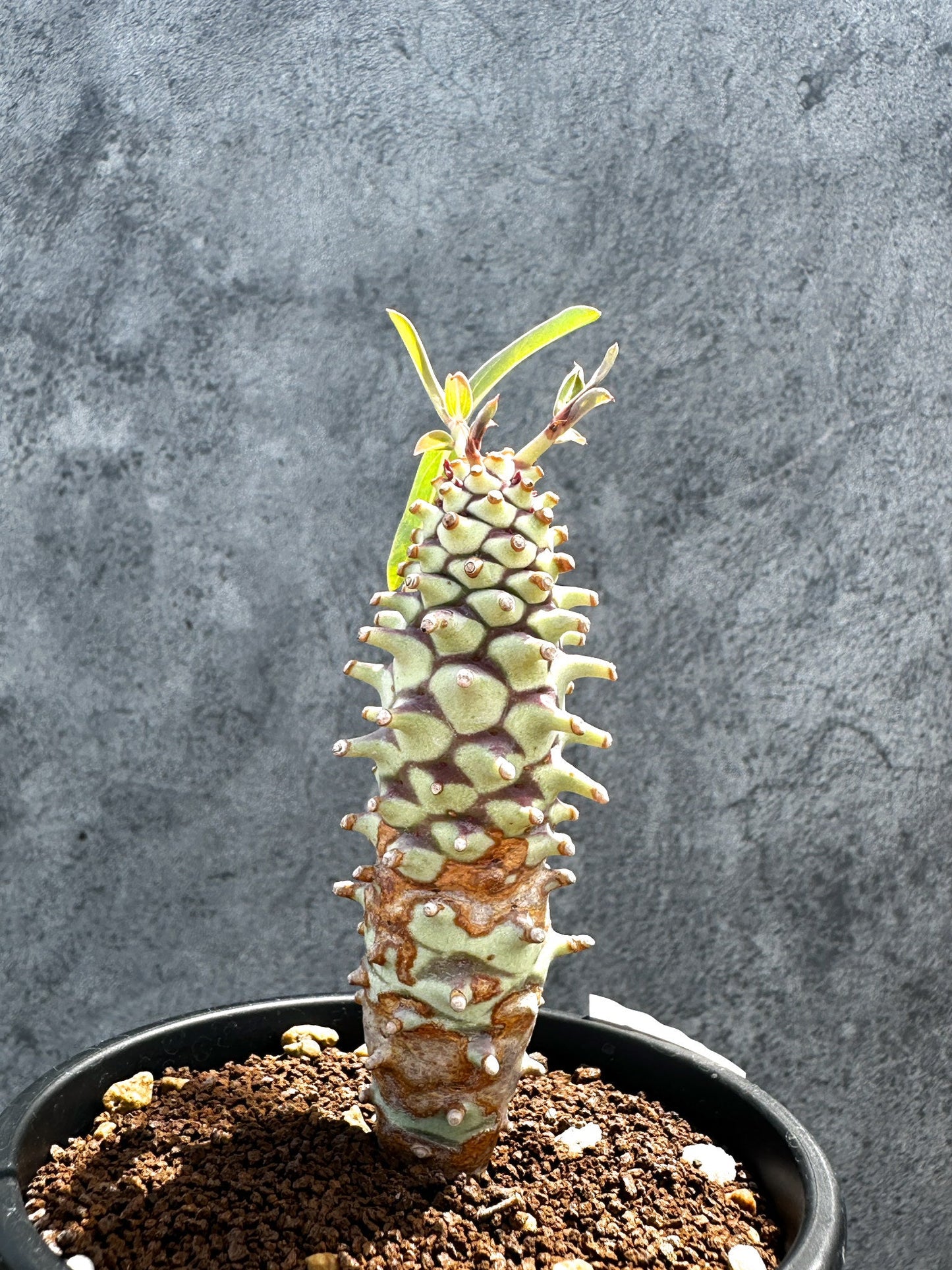 【現品限り】ユーフォルビア・ロンギツベルクローサ 実生【G28】 Euphorbia longituberculosa
