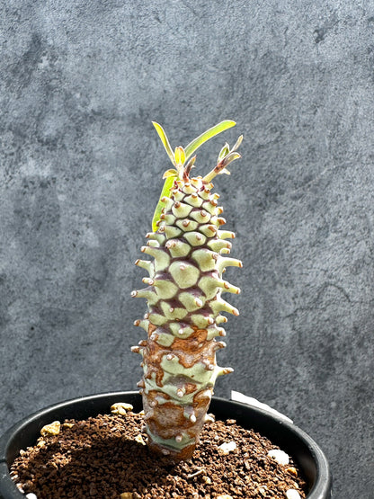 【現品限り】ユーフォルビア・ロンギツベルクローサ 実生【G28】 Euphorbia longituberculosa