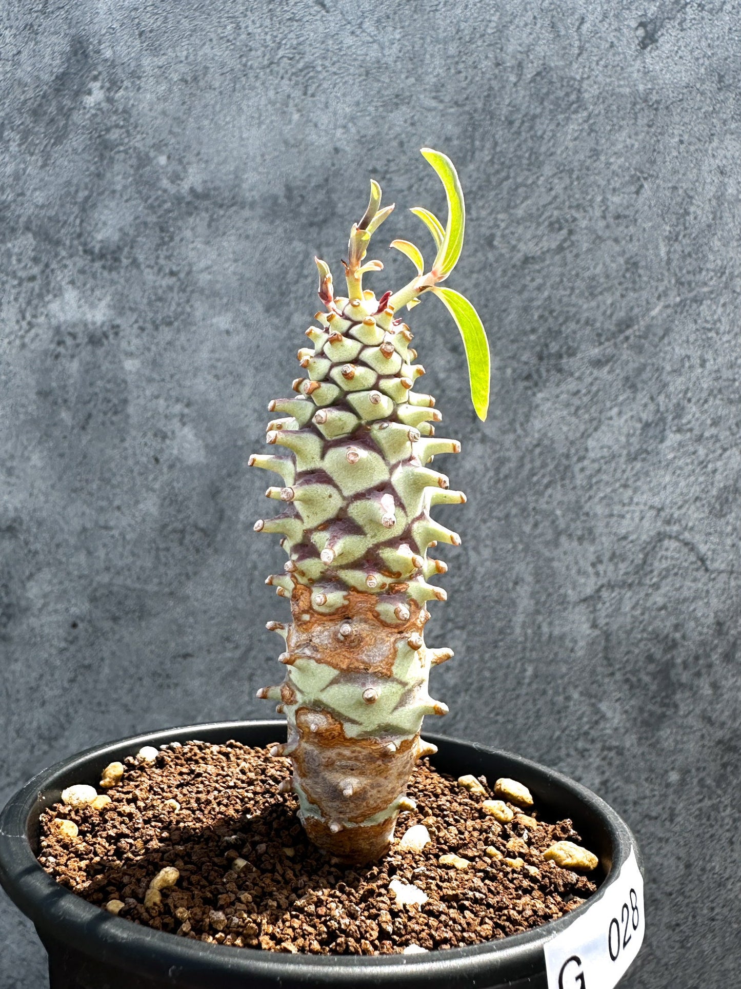【現品限り】ユーフォルビア・ロンギツベルクローサ 実生【G28】 Euphorbia longituberculosa