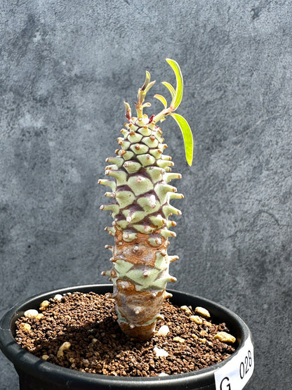【現品限り】ユーフォルビア・ロンギツベルクローサ 実生【G28】 Euphorbia longituberculosa