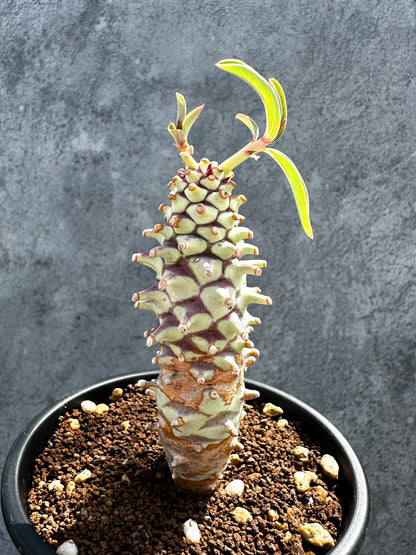【現品限り】ユーフォルビア・ロンギツベルクローサ 実生【G28】 Euphorbia longituberculosa